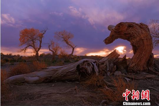 胡楊樹挺拔高大，蒼勁古樸，素有“生而不死一千年，死而不倒一千年，倒而不朽一千年”的美譽?！↓嫴?攝