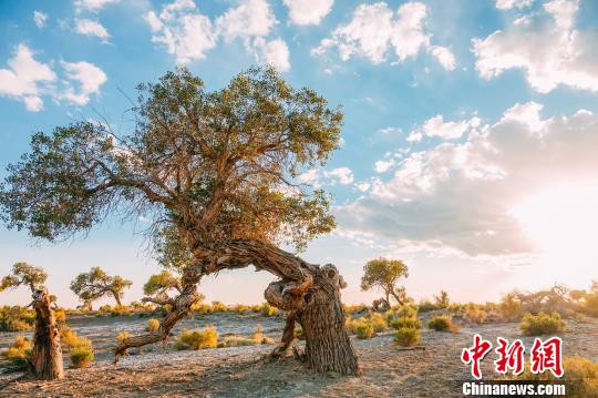 為了讓胡楊熱更好的推動(dòng)全域旅游發(fā)展，讓游客從過(guò)境內(nèi)游轉(zhuǎn)為過(guò)夜游，烏爾禾胡楊林均為開(kāi)放式免費(fèi)游覽，同時(shí)烏爾禾近年來(lái)努力打造全區(qū)旅游配套設(shè)施，提升服務(wù)品質(zhì)，讓游客暢游烏爾禾?！“?攝