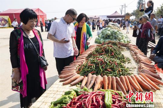 今秋，林莊村的蔬菜獲得豐收?！⊥跬?攝