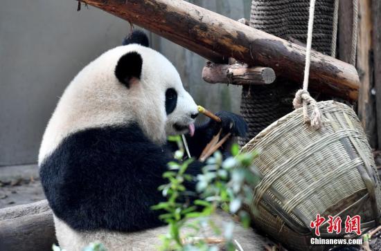 10月1日國慶假期首日，成都大熊貓繁育研究基地憨態(tài)可拘的大熊貓。圖為大熊貓在享用美食。安源 攝