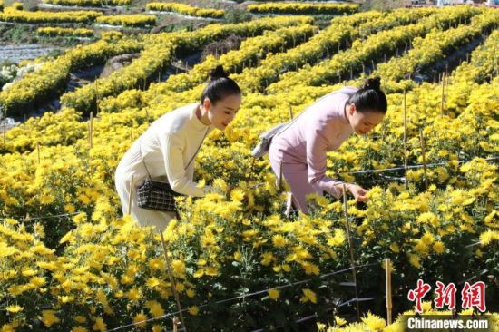 圖為游客聞花香。　陳阿娜 攝