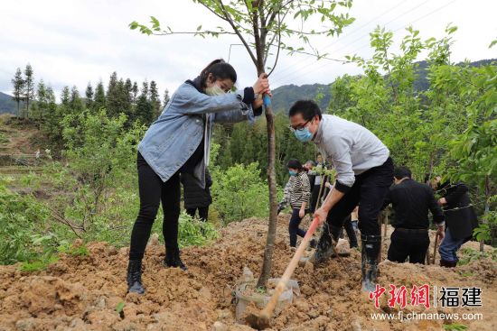 圖為機關(guān)干部職工三兩協(xié)作，揮鍬鏟土、扶苗培土。黃起青 攝