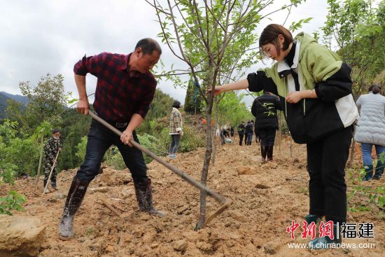 圖為機關干部職工三兩協(xié)作，揮鍬鏟土、扶苗培土。黃起青 攝副本