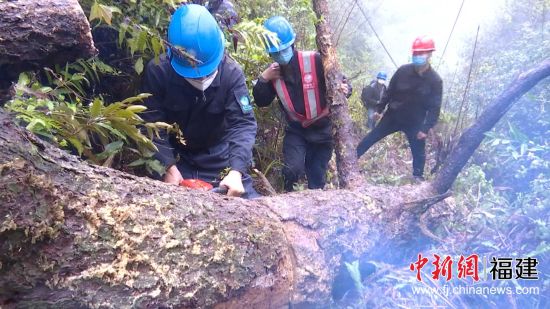 國網(wǎng)寧化縣供電公司對壓到10千伏供電線路的倒伏百年枯木緊急處理。羅健雄 攝