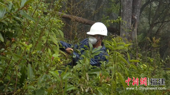 國網(wǎng)寧化縣供電公司對被百年枯木壓到的10千伏供電線路緊急搶修。羅健雄 攝