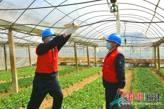 近日，國(guó)網(wǎng)大田縣供電公司桃源供電所陳偉平、林培文在蘭玉村為菜農(nóng)檢查蔬菜大棚用電設(shè)備。廖應(yīng)鮮 攝