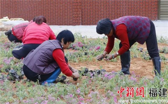 在村道旁種植花卉盆栽。